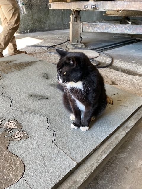 Shop Cat