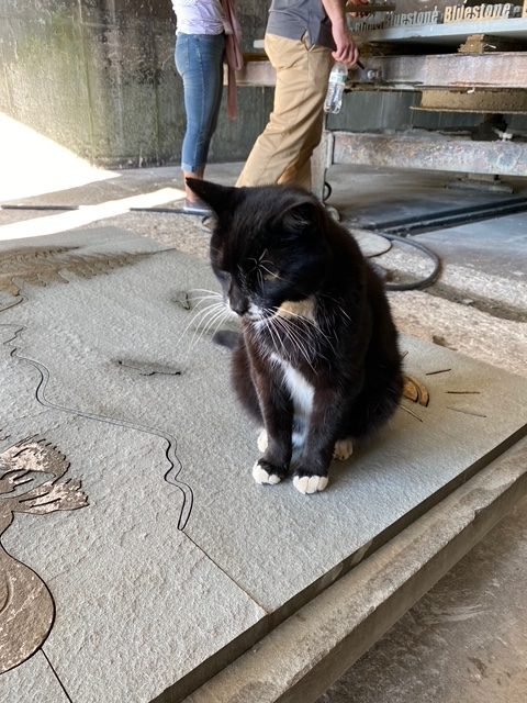 Shop Cat